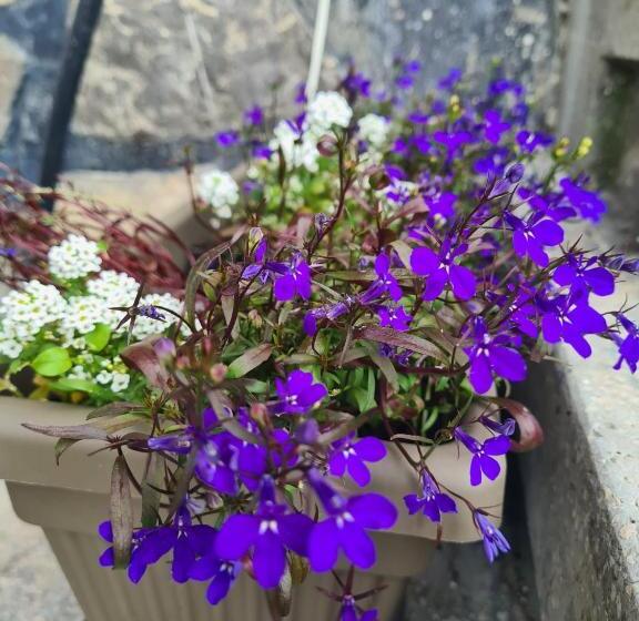 پانسیون Vila Vitalis