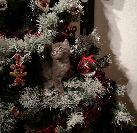 مبيت وإفطار Au Nid De Tillé