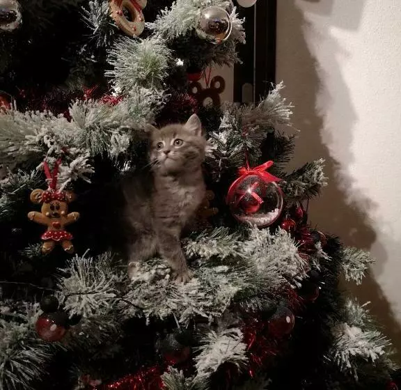 ベッドアンドブレックファースト Au Nid De Tillé