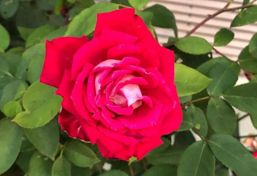 Hotel Budget Inn Express Bristol