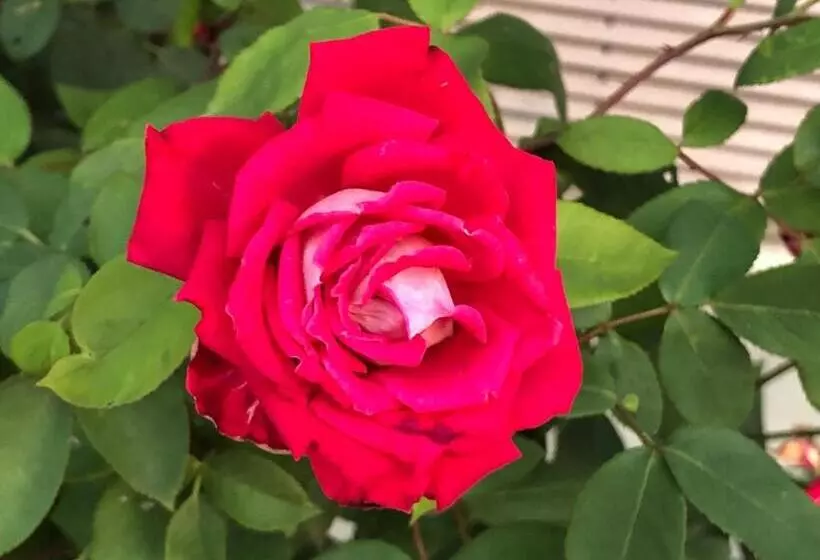 ホテル Budget Inn Express Bristol