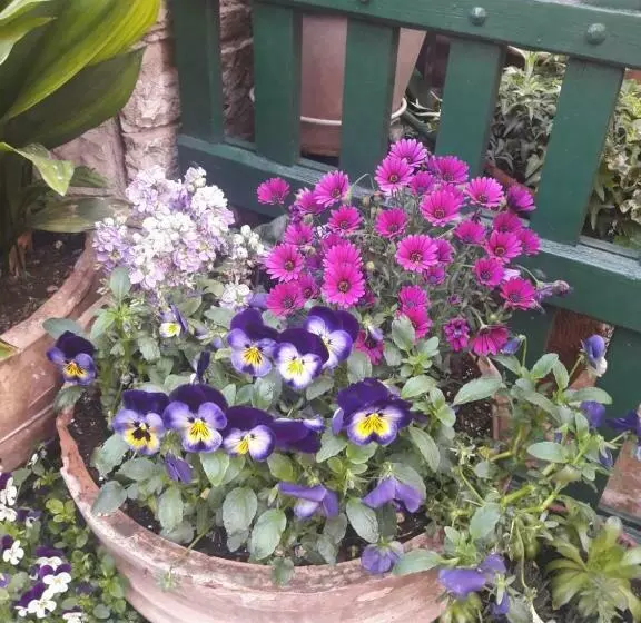 Majatalo La Viola Di Assisi