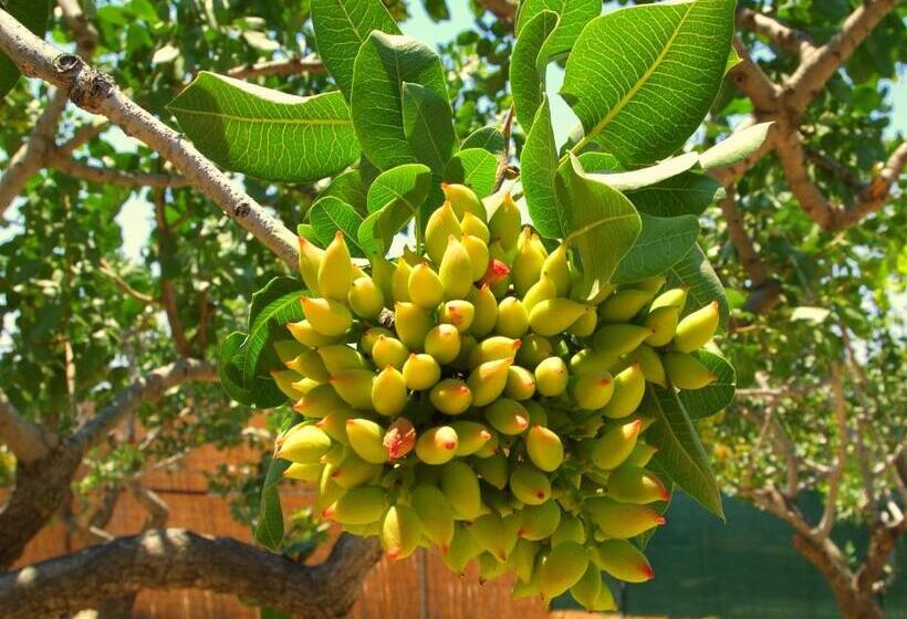 Rastoni Hotel Aegina