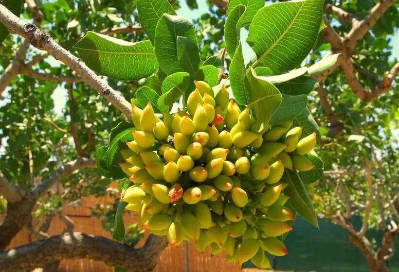 Rastoni Hotel Aegina