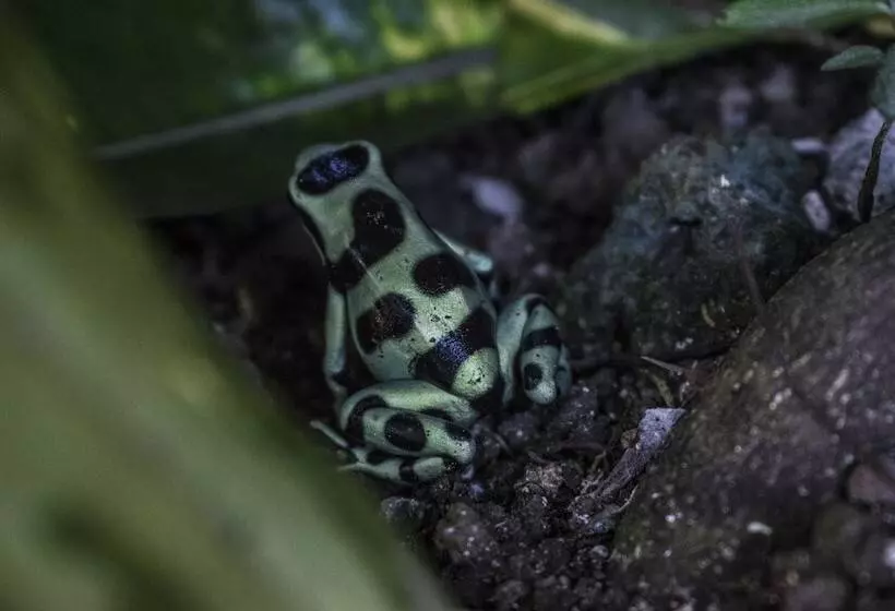 Hotel Atlantida Lodge