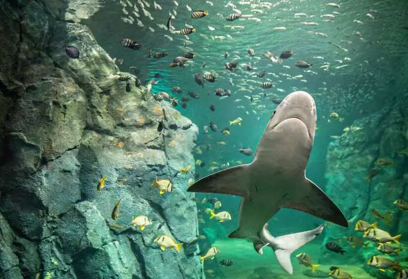 St. Louis Union Station Hotel, Curio Collection By Hilton