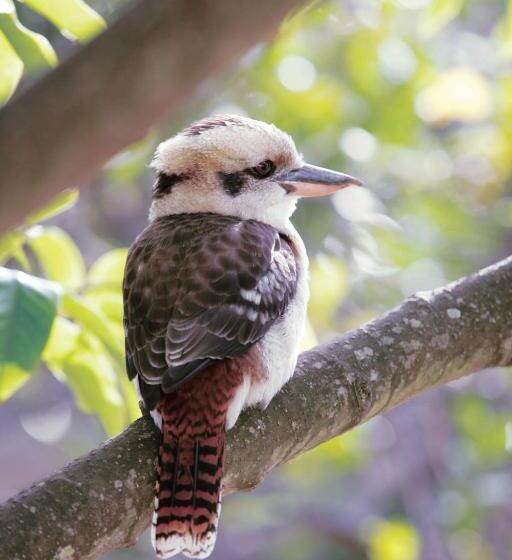 Glen Isla House Bed & Breakfast Phillip Island