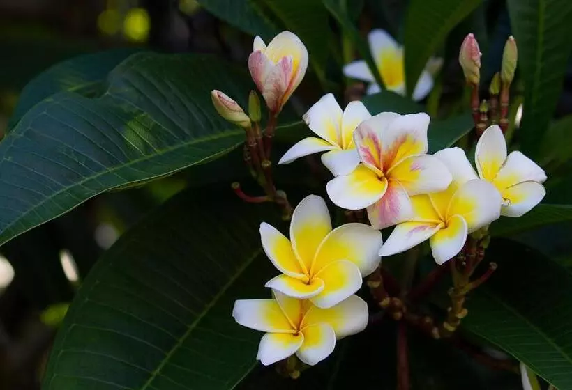 בית מלון כפרי Broome Beach Resort   Cable Beach, Broome