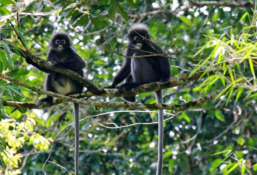 Отель Khao Sok Riverside Cottages