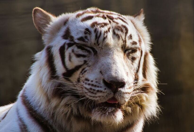 فندق Toyoko Inn Kagoshima Chuo-eki Nishi-guchi