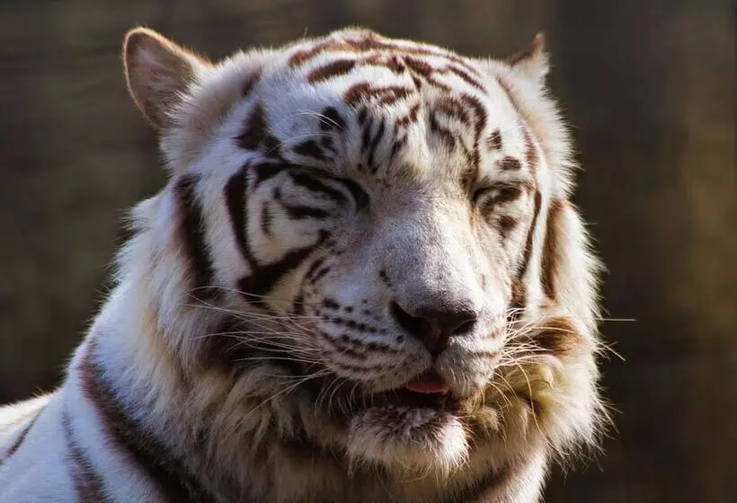 Szálloda Toyoko Inn Kagoshima Chuo-eki Nishi-guchi