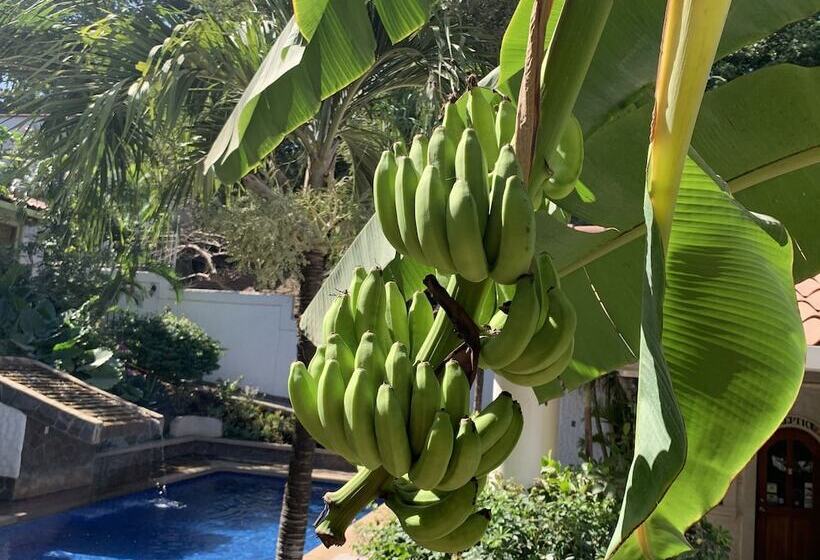 Flores   Adults Only