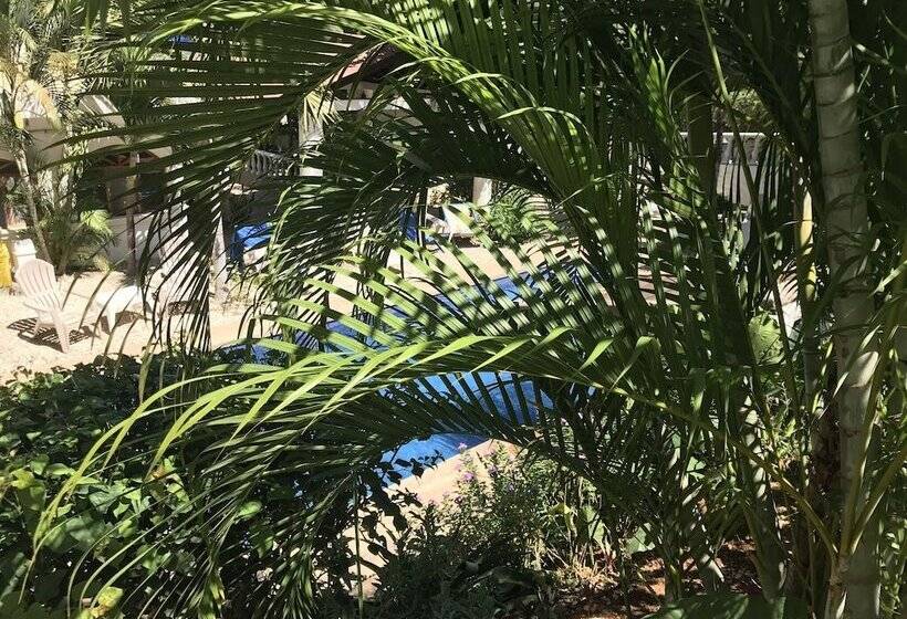 Flores   Adults Only