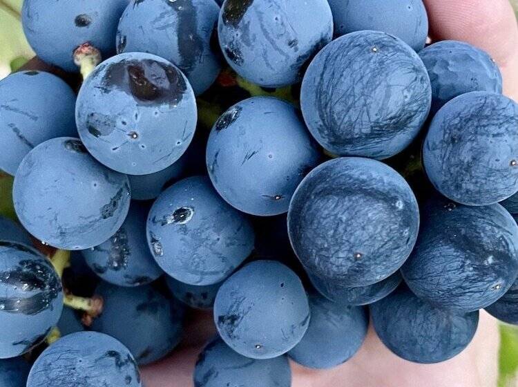 ホテル Bajo El Cejo