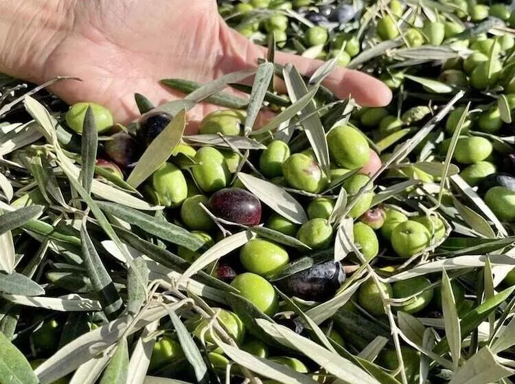 Отель Bajo El Cejo