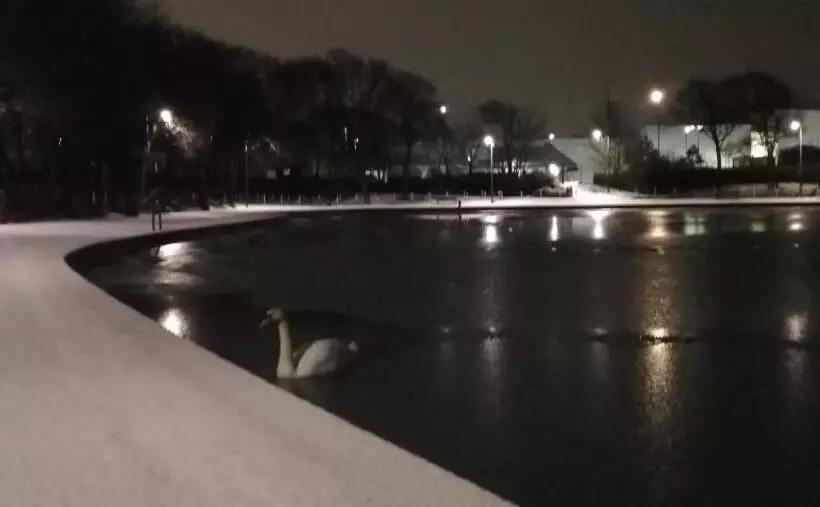 Hotel Elmswood Guest House