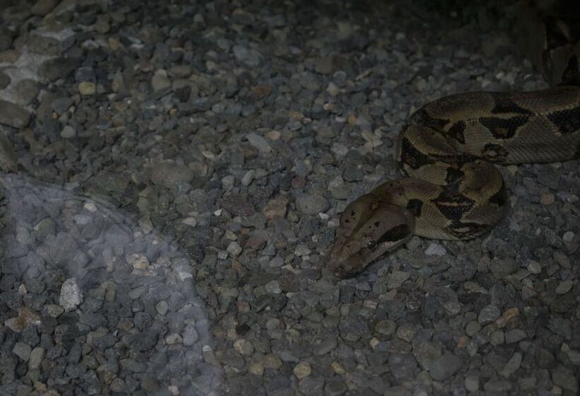 هتل Tapirus Lodge