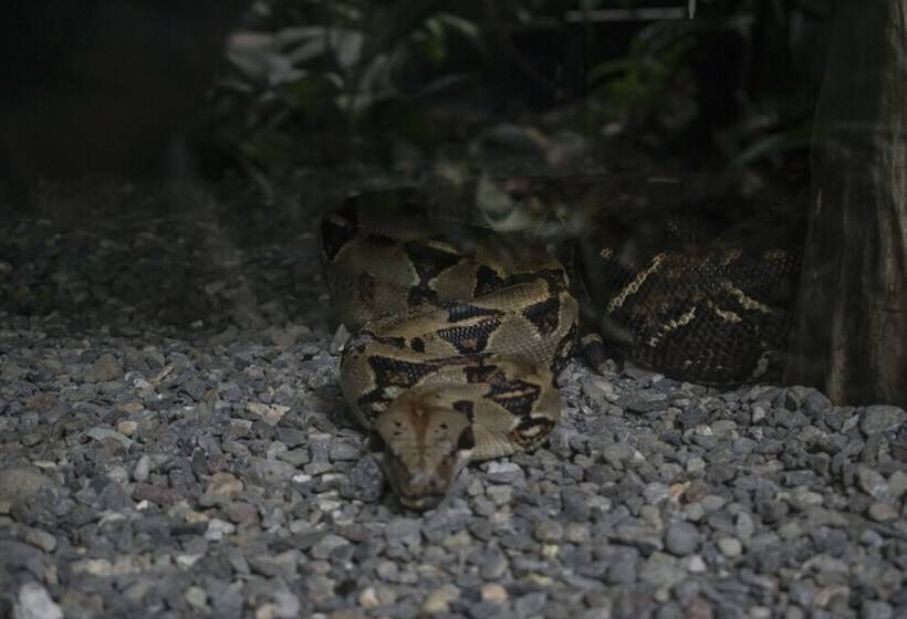 هتل Tapirus Lodge