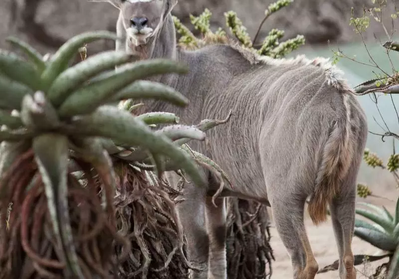 호텔 Ubizane Wildlife Reserve