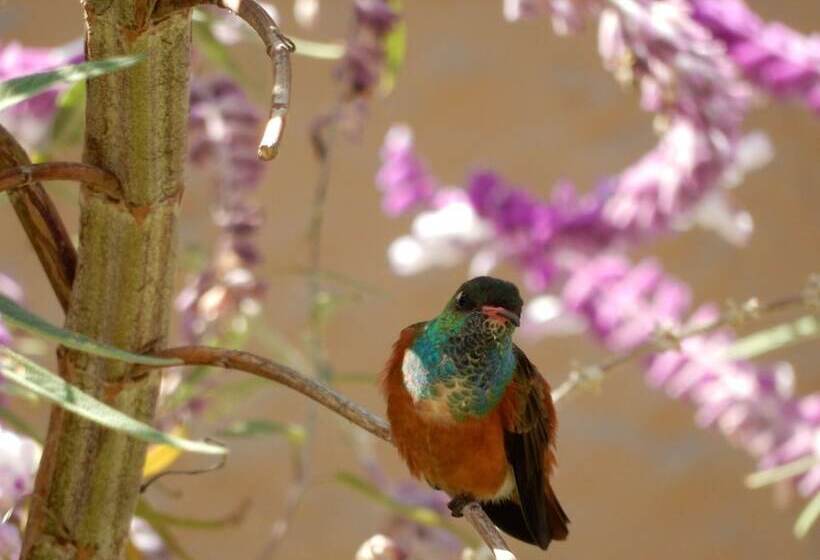 酒店 Antigua Miraflores