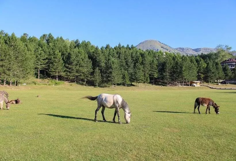 Natyral Razma Resort