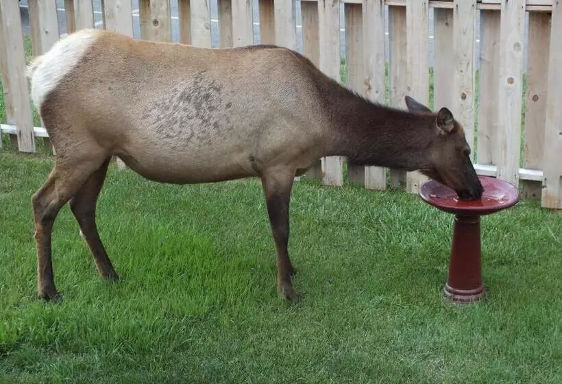 בית מלון כפרי Yellowstone Gateway Inn