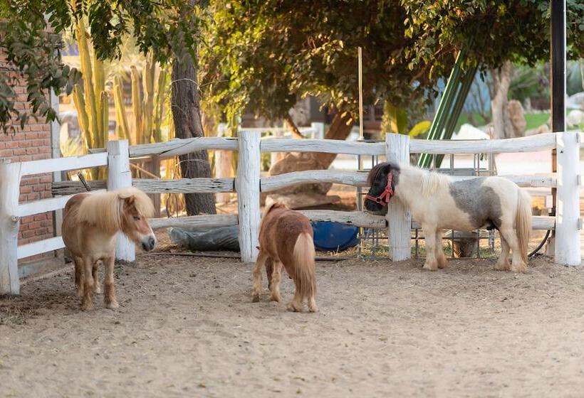 酒店 Vanida Resort   Halal