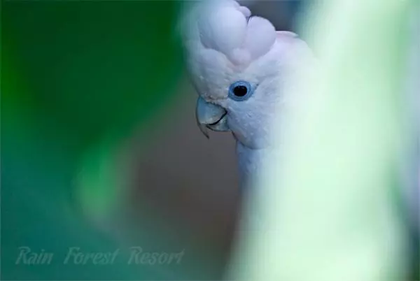 호텔 Rain Forest Resort