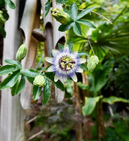 Bed and Breakfast Jungle Stay In A Hidden Paradise