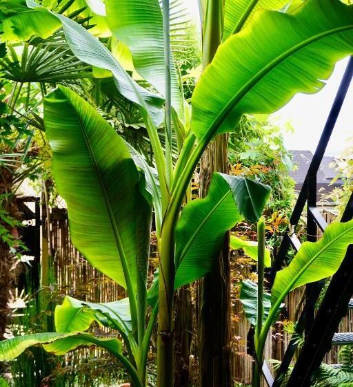 Bed and Breakfast Jungle Stay In A Hidden Paradise