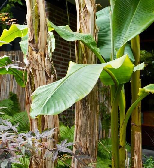 Bed and Breakfast Jungle Stay In A Hidden Paradise