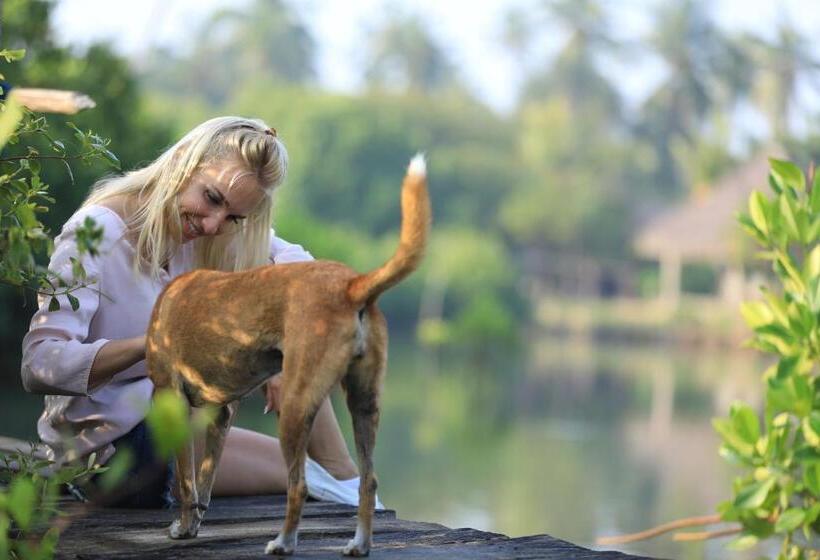 酒店 Club Mango Resort