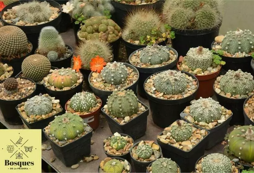 ホテル Bosques De La Pradera