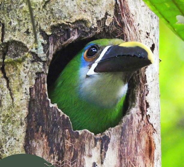 Отель Bosques De La Pradera