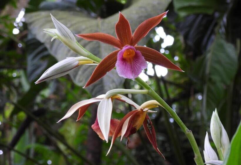 Отель Bosques De La Pradera