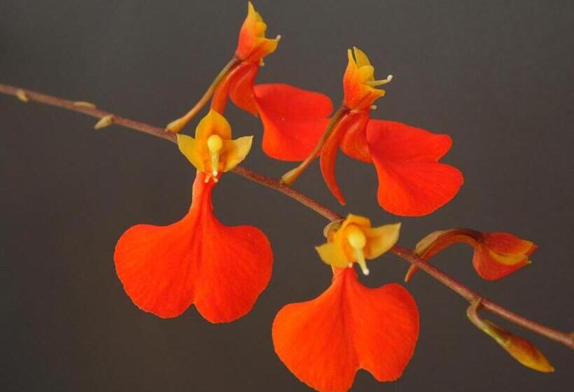 Отель Bosques De La Pradera