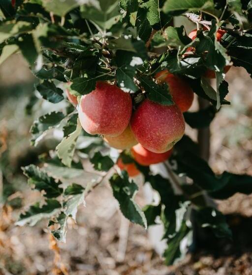 Пансион Peintnerhof Appartments & Zimmer