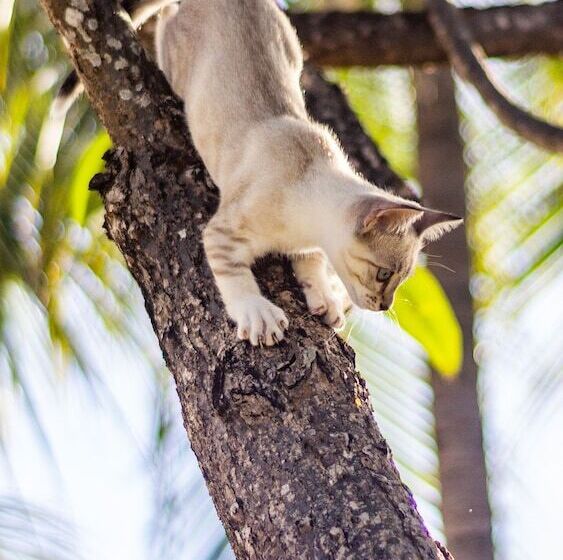 Gato Do Mato Hostel & Kitepoint