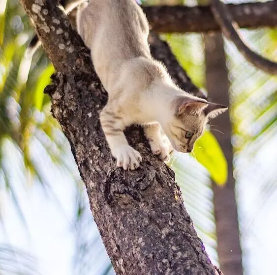Gato Do Mato Hostel & Kitepoint