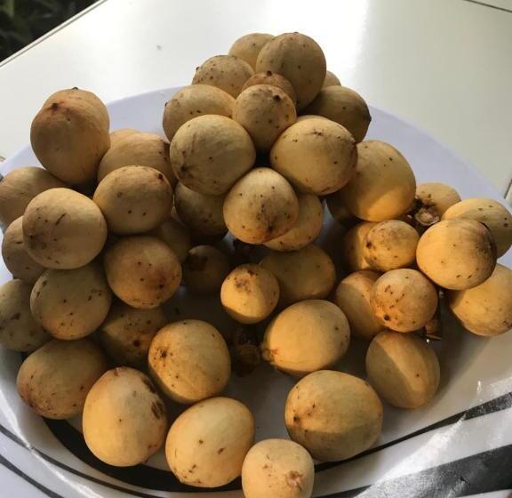 ユースホステル Camiguin Kalimba De Luna Inn