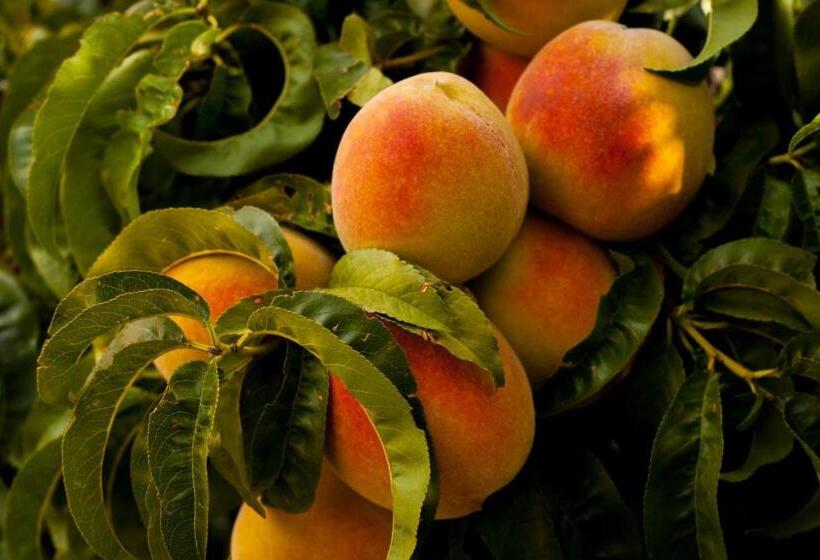 تختخواب و صبحانه Luccicamare Family Run Beb