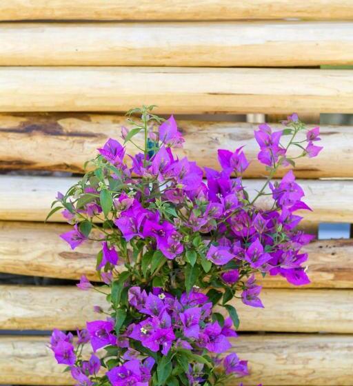 تختخواب و صبحانه Luccicamare Family Run Beb