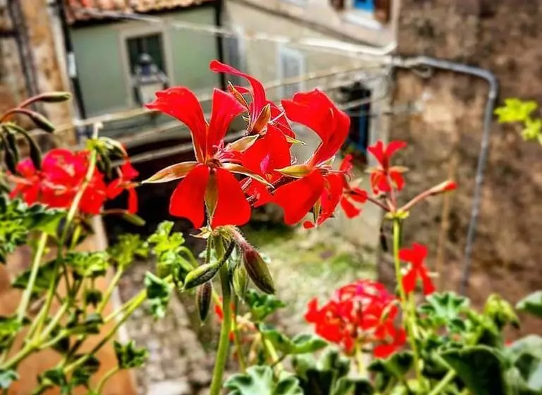 Aamiaismajoitus (B&B) Dulcis In Borgo