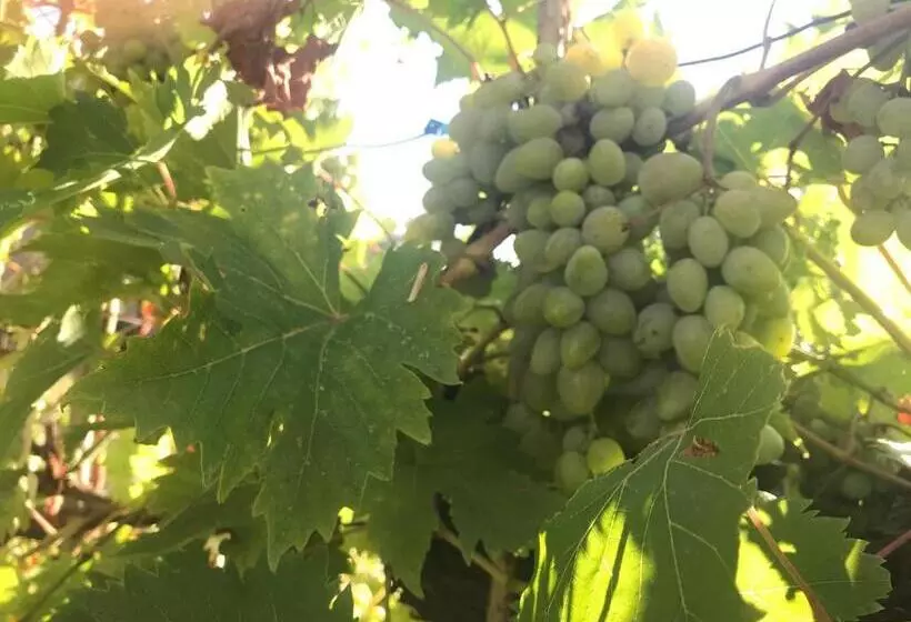 ベッドアンドブレックファースト Il Podere La Casina
