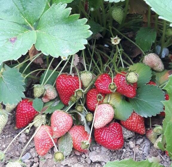 צימר Ort Holiday S Time