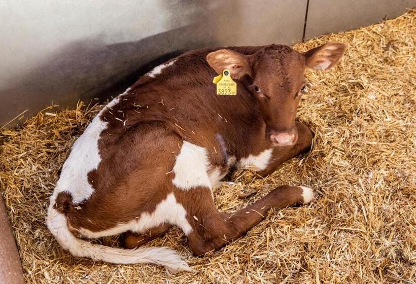 هتل Bauernhof Vorderklinglhub