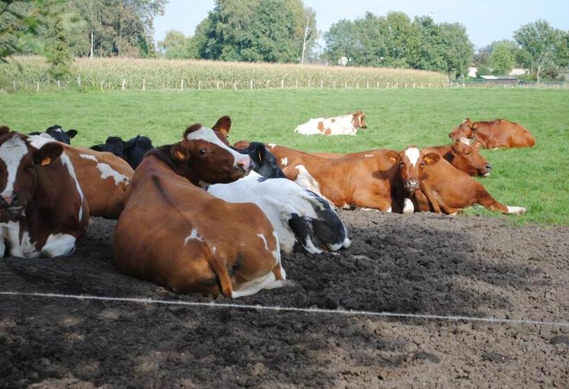 פנסיון Elegance Hamont