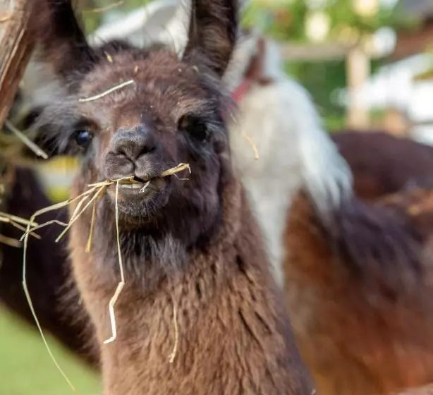 Appartement  Und Wellnesshotel Charlotte   3 Sterne Superior