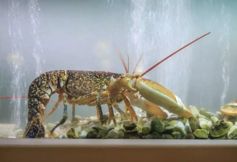 호텔 Encosta Do Lago Resort Club