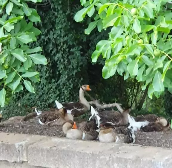 교외 호텔 El Molino